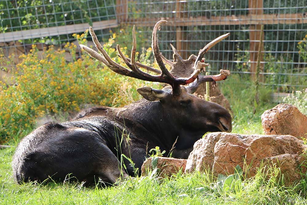 Moose at Cheyenne Mountain Zoo