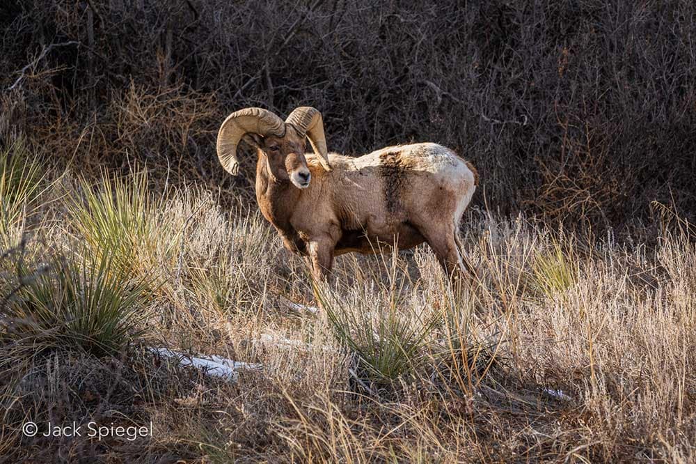 Wildlife Of Colorado Part Four: Elusive Edition