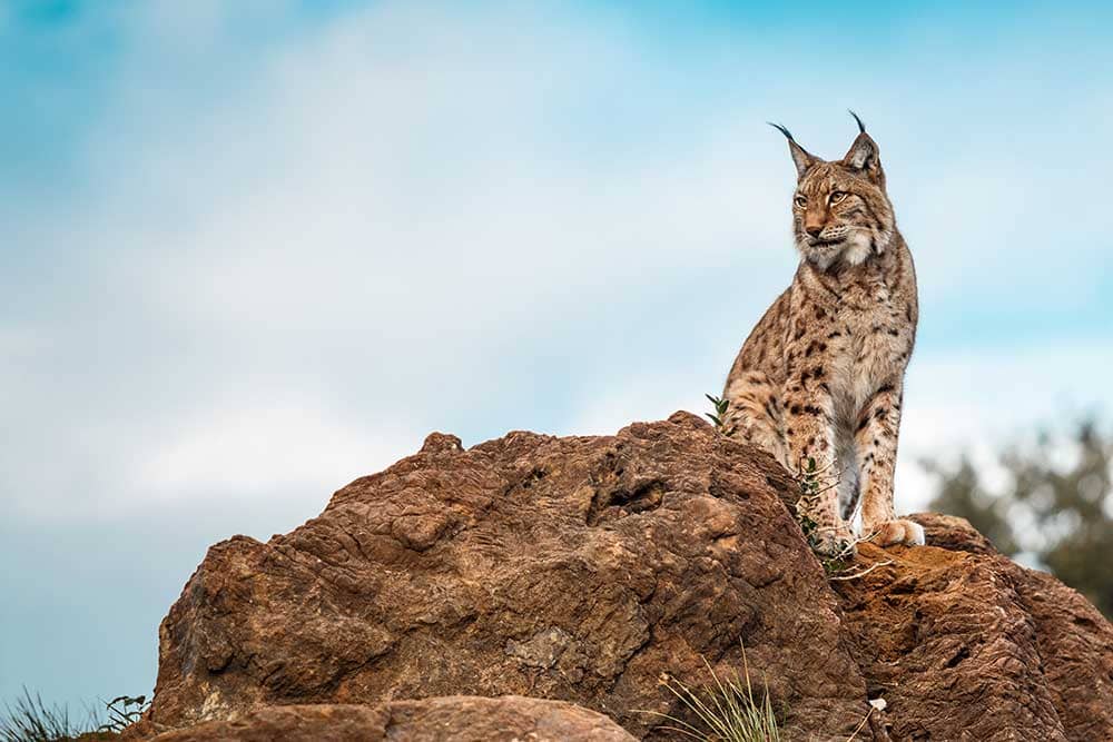 Lynx standing on rock