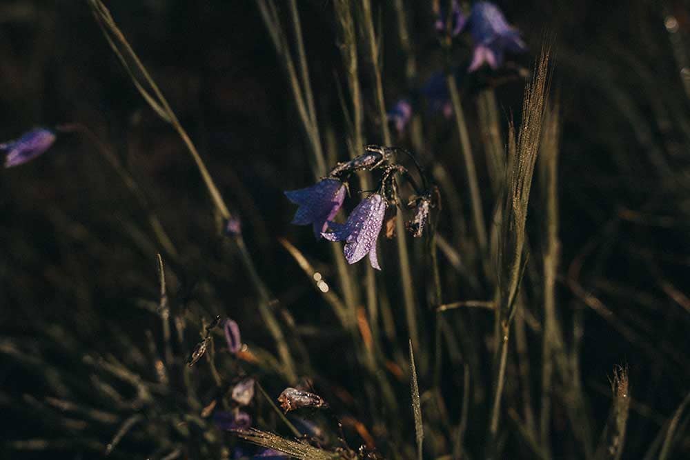 Wildflowers on Pikes Peak