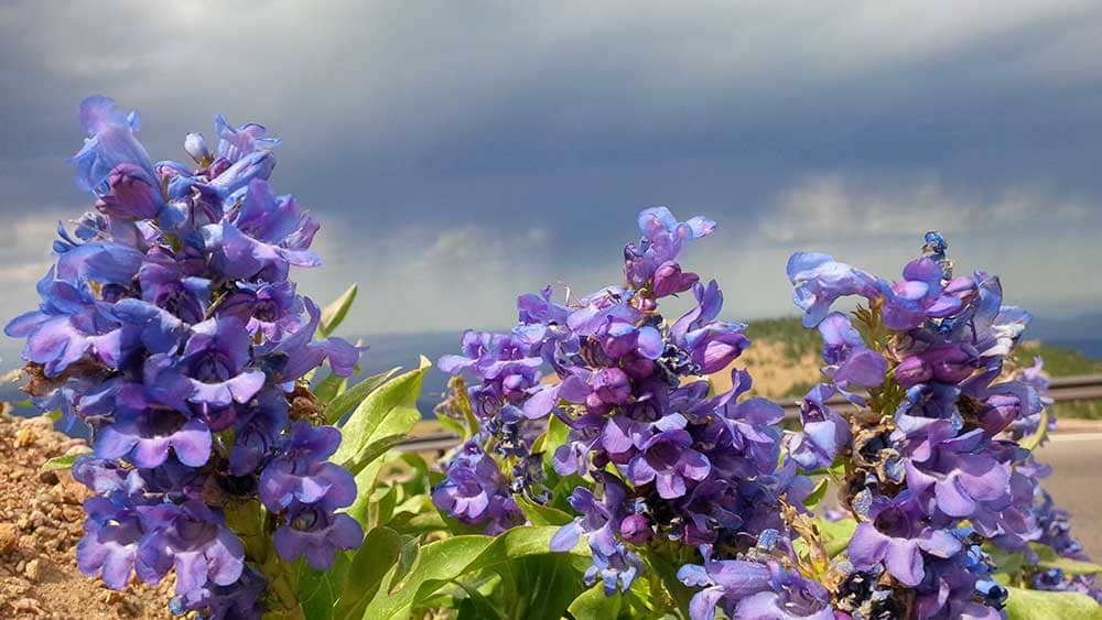 Purple wildflowers on Pikes Peak