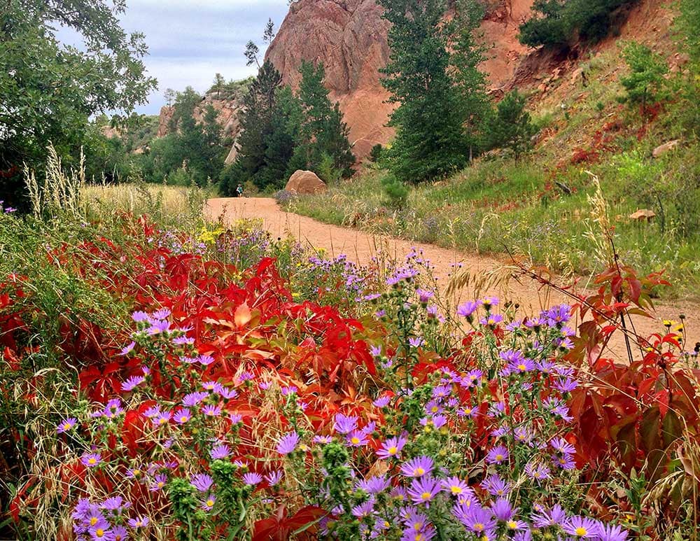 Flowers in Red Rock Canyon