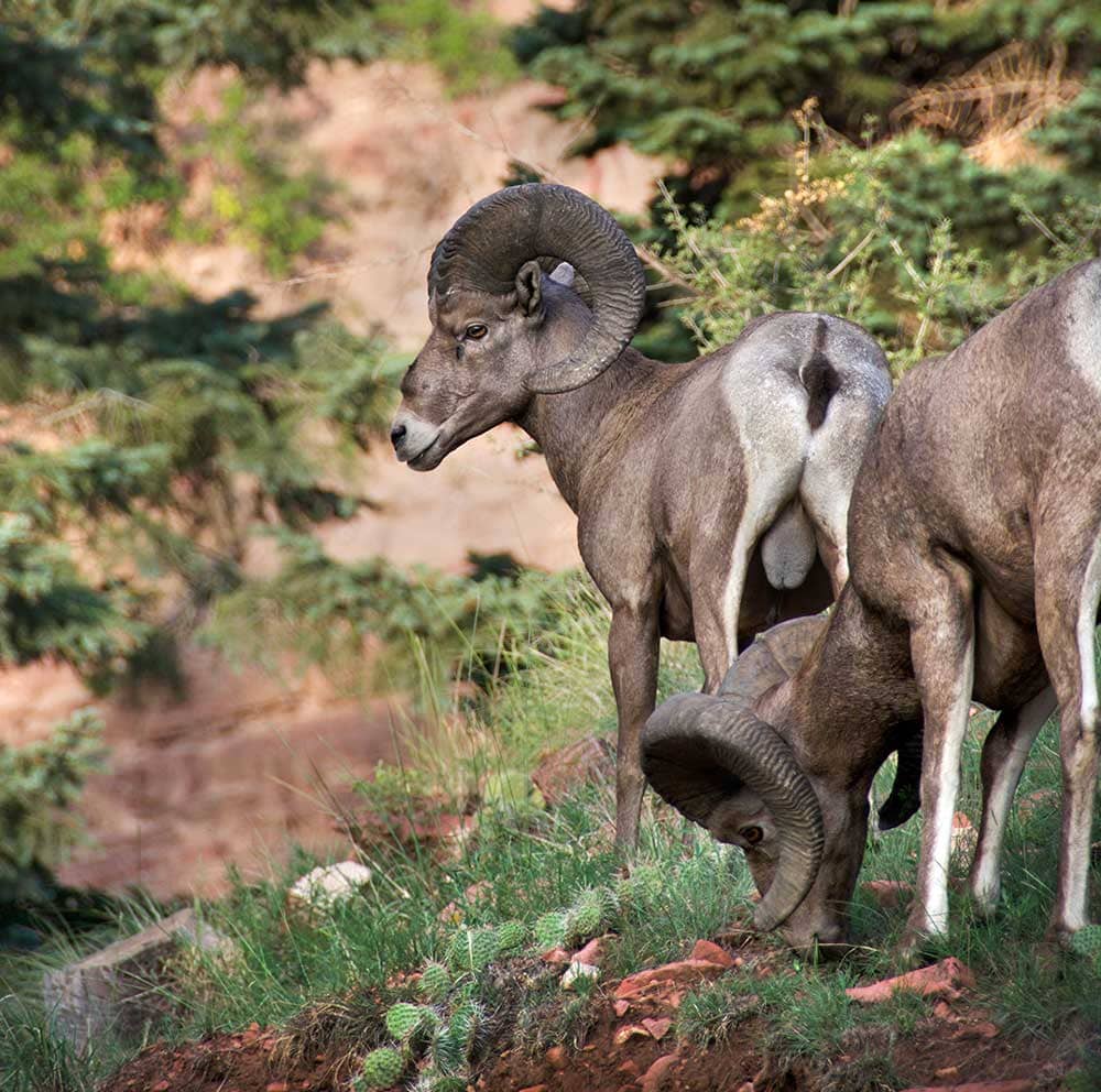 Bighorn Sheep