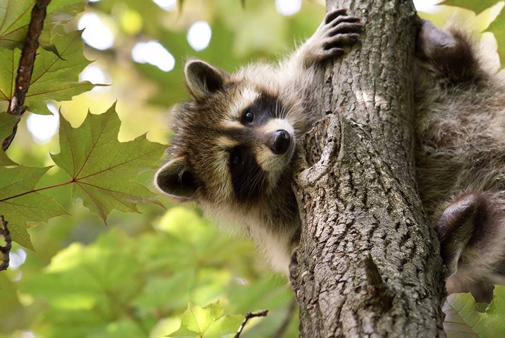 Raccoon climbing tree