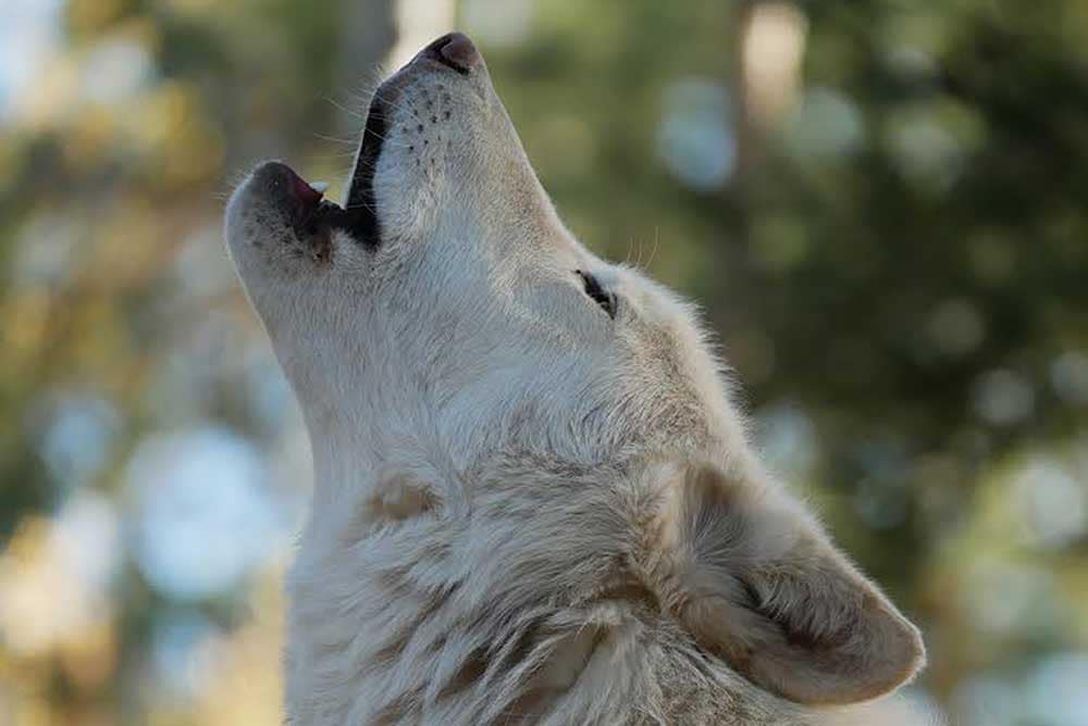 Wolf howling at the Colorado Wolf and Wildlife Center