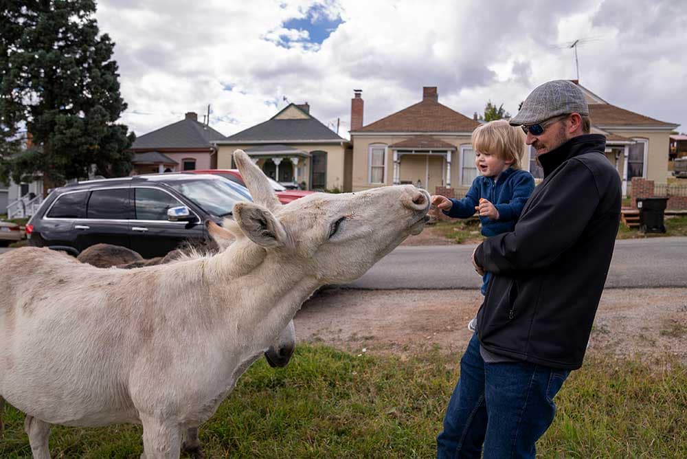 Un padre y su hijo alimentan a un burro en Cripple Creek.