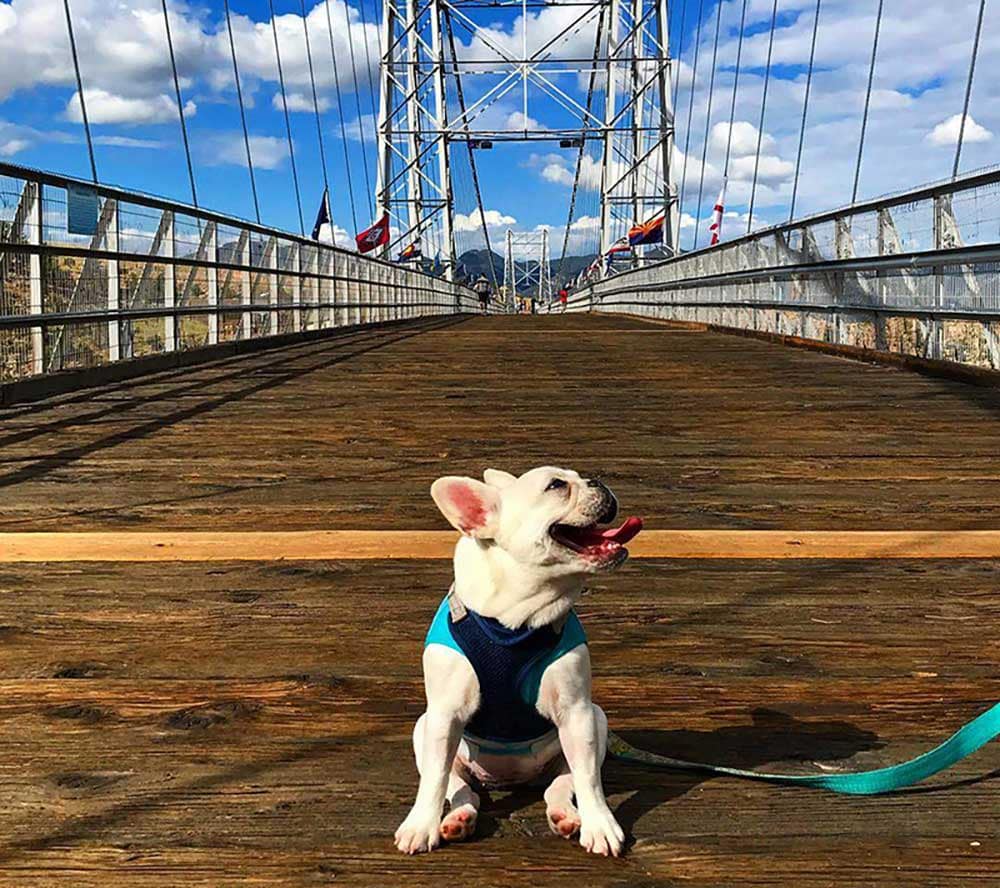 Dog at Royal Gorge Bridge