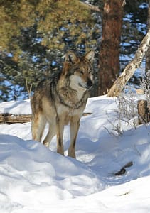 Wolf in the snow at the Colorado Wolf and Wildlife Center