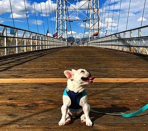 Dog at Royal Gorge Bridge