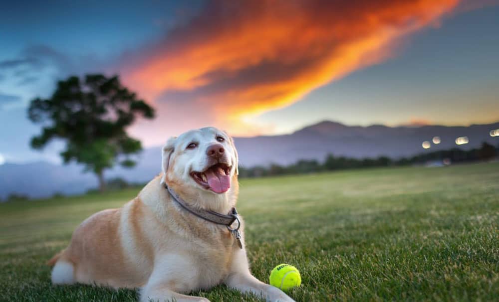 Pet Friendly Attractions in Colorado Springs | Check Them Out Here