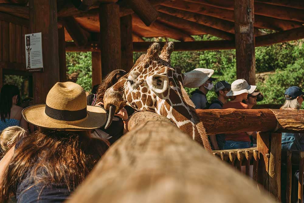 Feeding Giraffe at Cheyenne Mountain Zoo