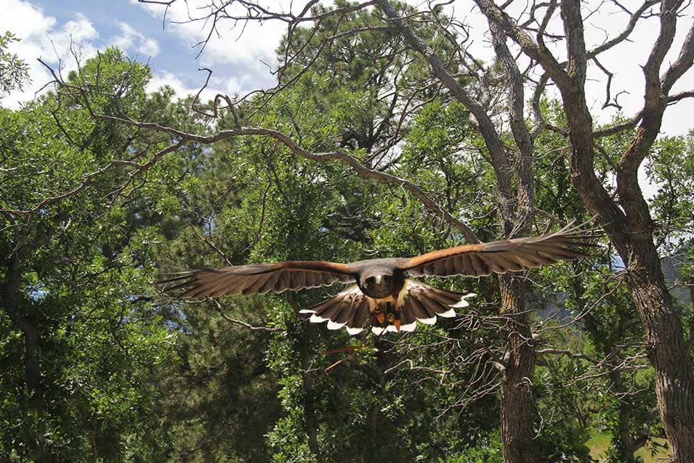 Broadmoor Outfitters hawk flying