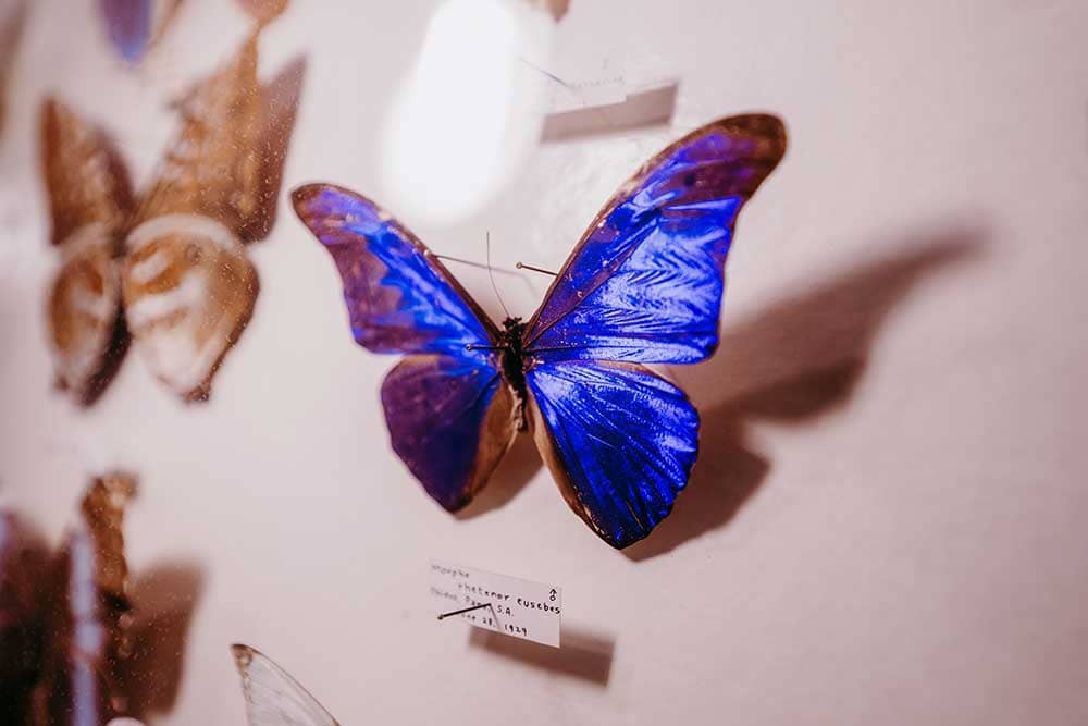 Blue butterfly at the May Natural History Museum
