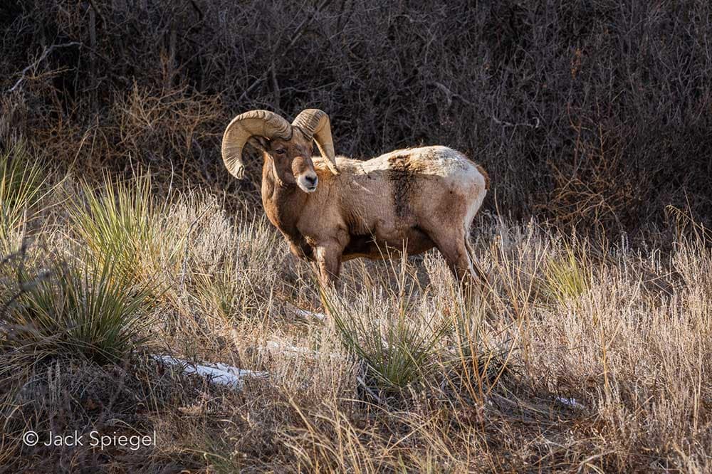 Bighorn sheep in the Garden of the Gods by Jack Spiegel