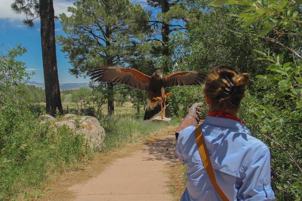 broadmoor outfitters falcon