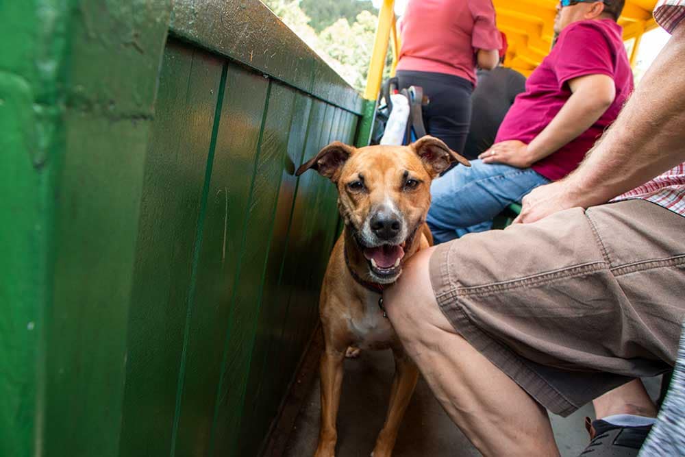 Dog on Cripple Creek Narrow Gauge Railroad.