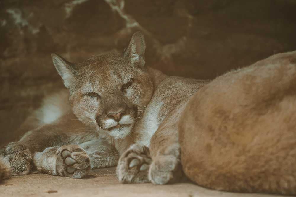Mountain Lions at Cheyenne Mountain Zoo