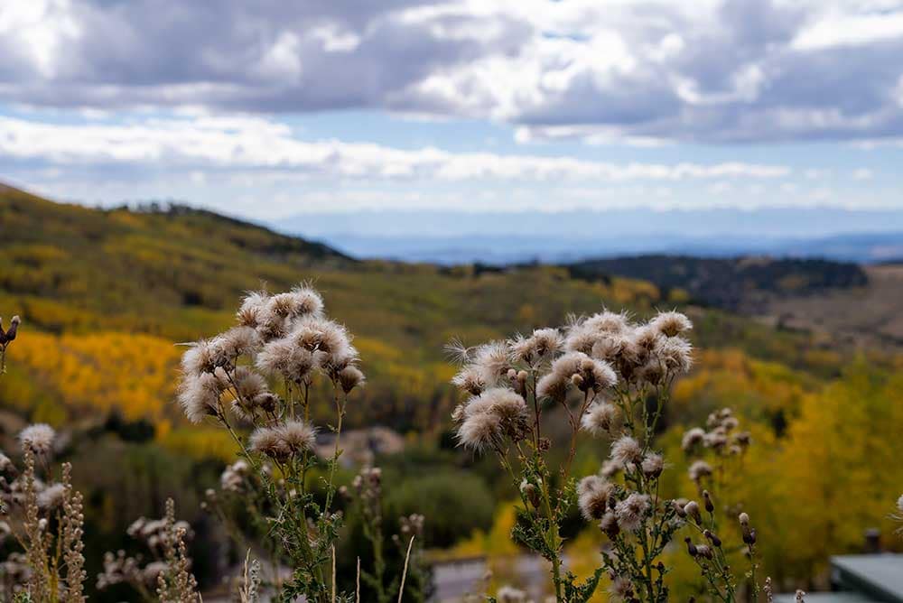 Dandelions and fall leaves in Cripple Creek