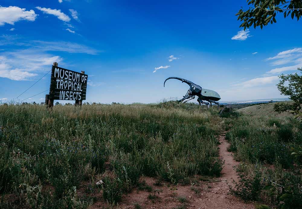 Giant beetle statue outside the May Natural History Museum