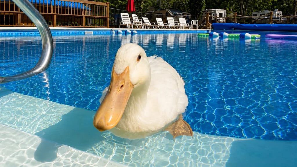 Duck in swimming pool at Lone Duck Campground