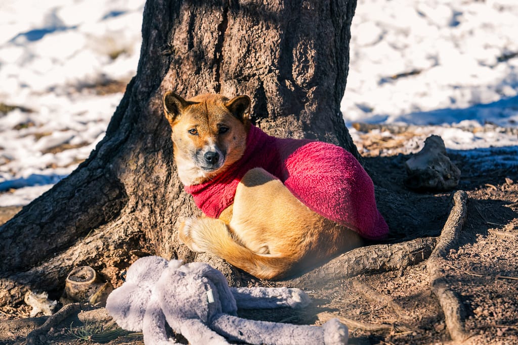 New Guinea Singing Dog in a sweater at the Colorado Wolf and Wildlife Center