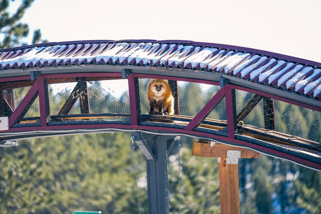 Fox on overhead bridge at the Colorado Wolf and Wildlife Center