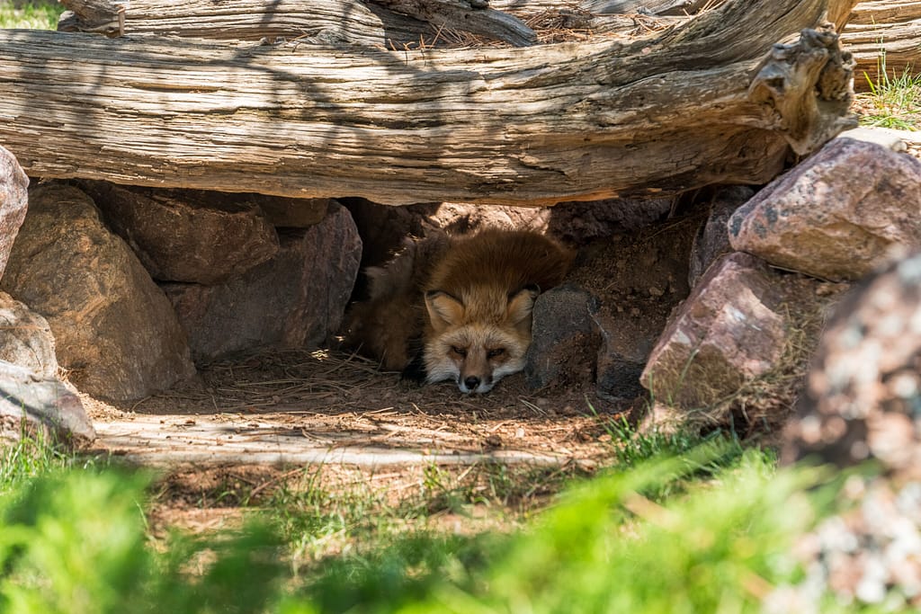 Fox at the Colorado Wolf and Wildlife Center