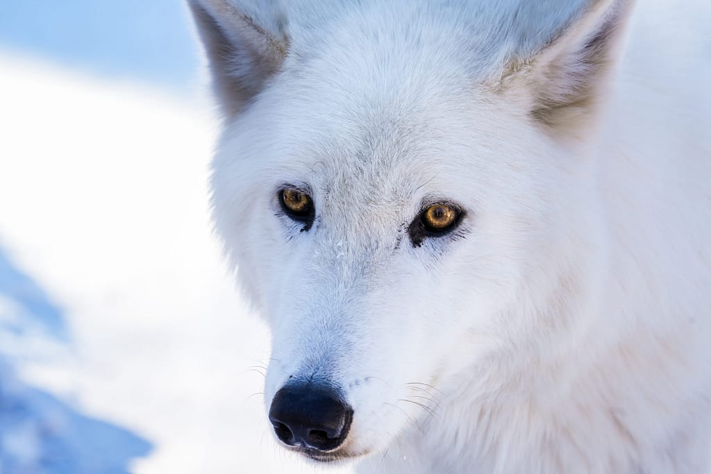 White wolf at the Colorado Wolf and Wildlife Center