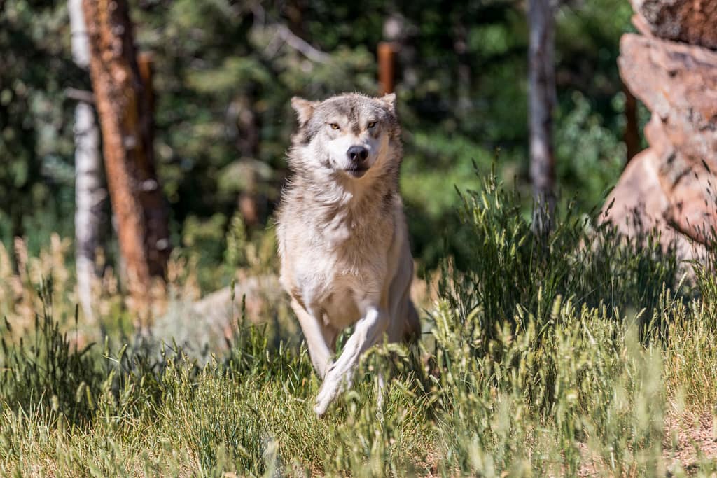 Wolf running at the Colorado Wolf and Wildlife Center