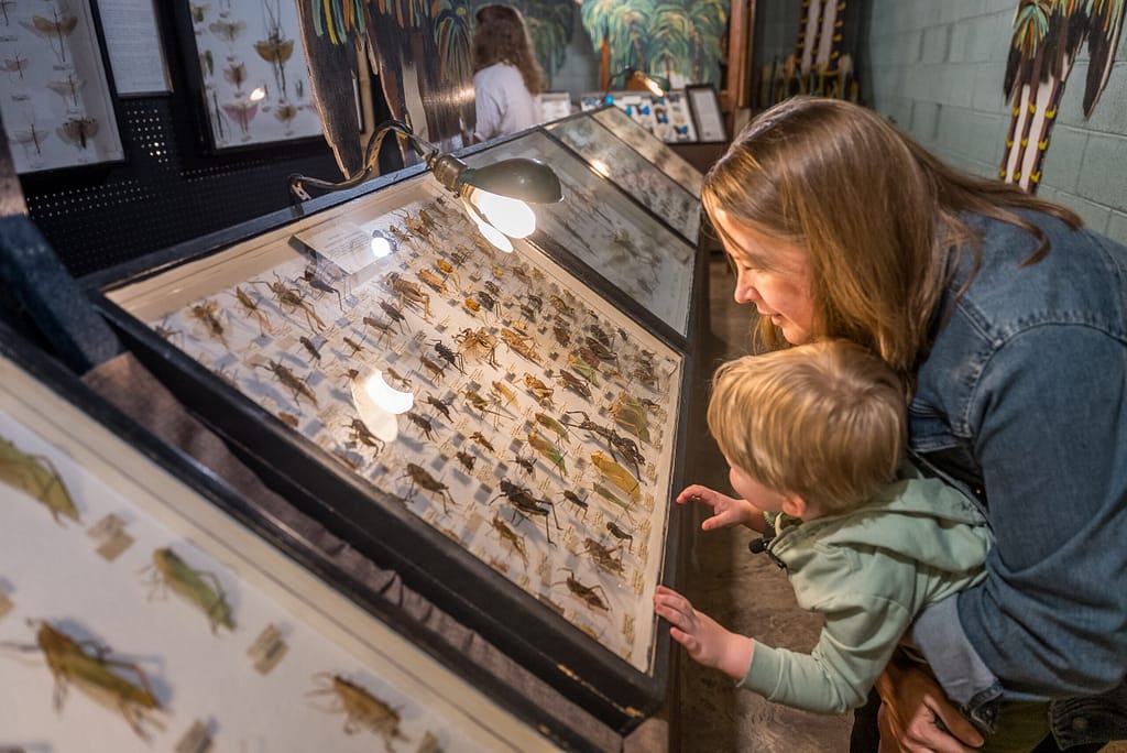 Mother and son looking at bugs at the May Natural History Museum