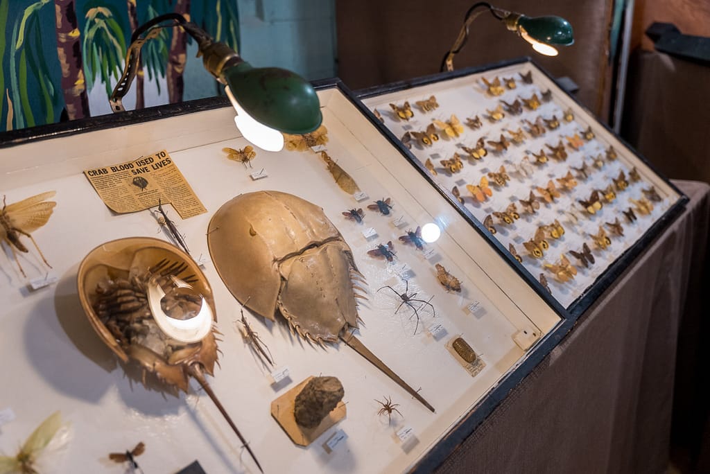 Horseshoe Crab at the May Natural History Museum