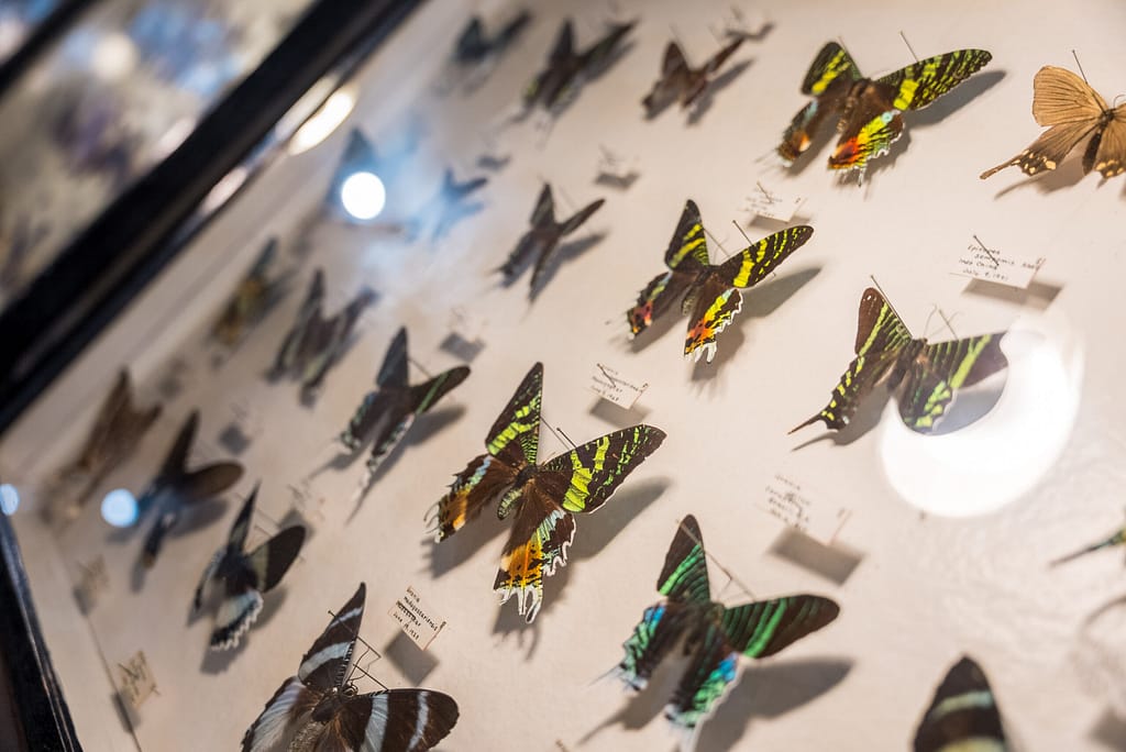 Butterflies at the May Natural History Museum