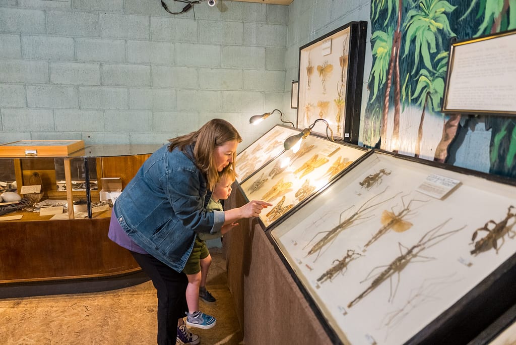 Mother and son looking at display at the May Natural History Museum