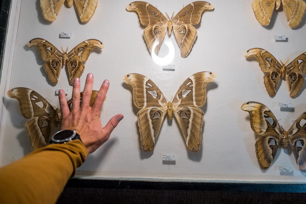 Giant moth compared to hand at the May Natural History Museum