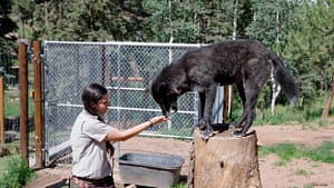 Keeper feeding wolf at the Colorado Wolf and Wildlife Center