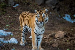 Tiger at the Cheyenne Mountain Zoo