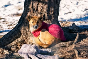 New Guinea Singing Dog in a sweater at the Colorado Wolf and Wildlife Center