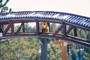 Fox on overhead bridge at the Colorado Wolf and Wildlife Center