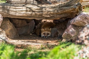 Fox at the Colorado Wolf and Wildlife Center