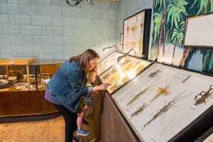 Mother and son looking at display at the May Natural History Museum