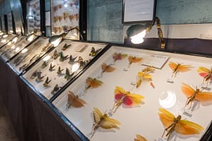 Grasshoppers at the May Natural History Museum