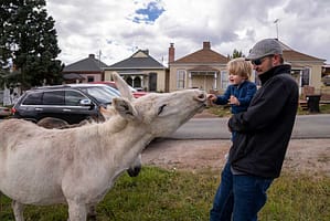 A father and son feeding a donkey in Cripple Creek.