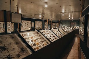 Display cases filled with insects and bugs at the May Natural History Museum.
