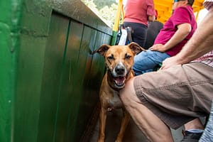 Dog on Cripple Creek Narrow Gauge Railroad.