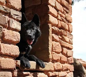 Wolf Pup at Manitou Cliff Dwellings