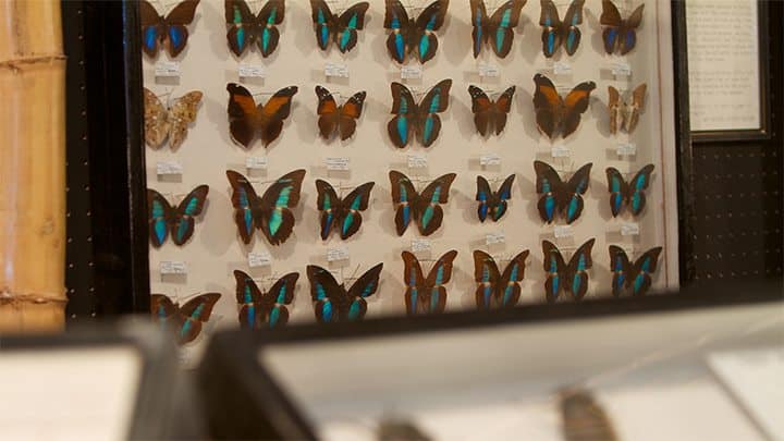 Una vitrina llena de mariposas prendidas con alfileres.