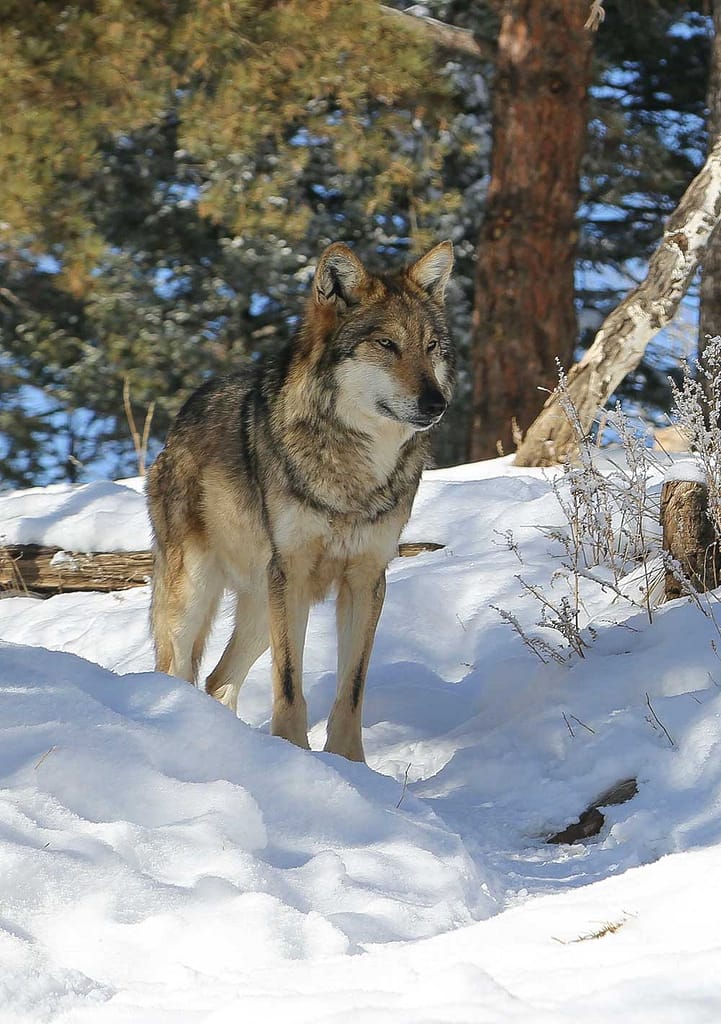 Wolf in the snow at the Colorado Wolf and Wildlife Center