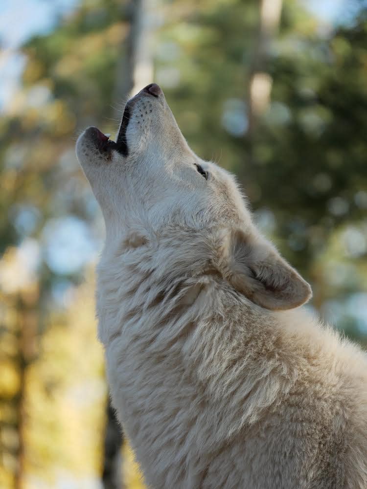 Wolf howling at the Colorado Wolf and Wildlife Center