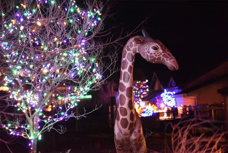 Cheyenne Mountain Zoo Electric Safari